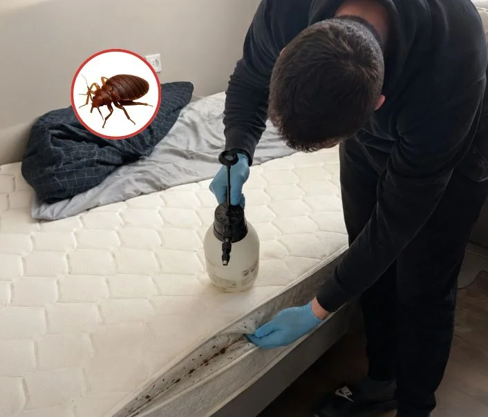 Technicien traitant un matelas contre les punaises de lit à Pierrelaye